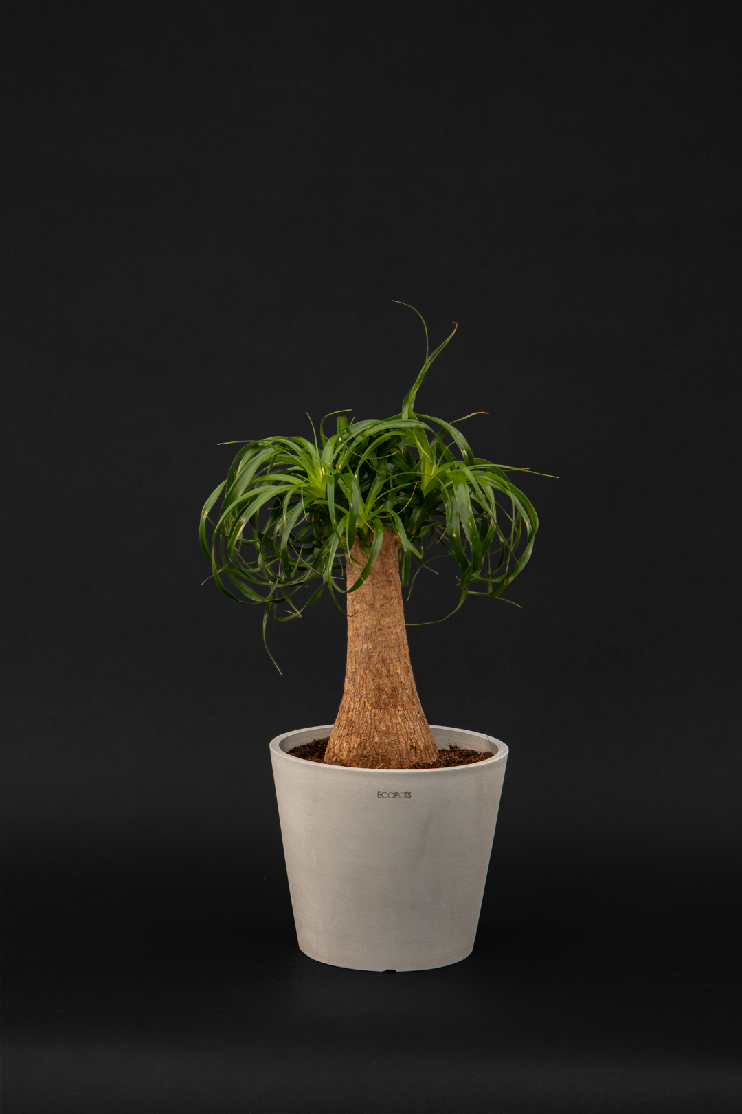 Нолина - Nolina Beaucarnea
