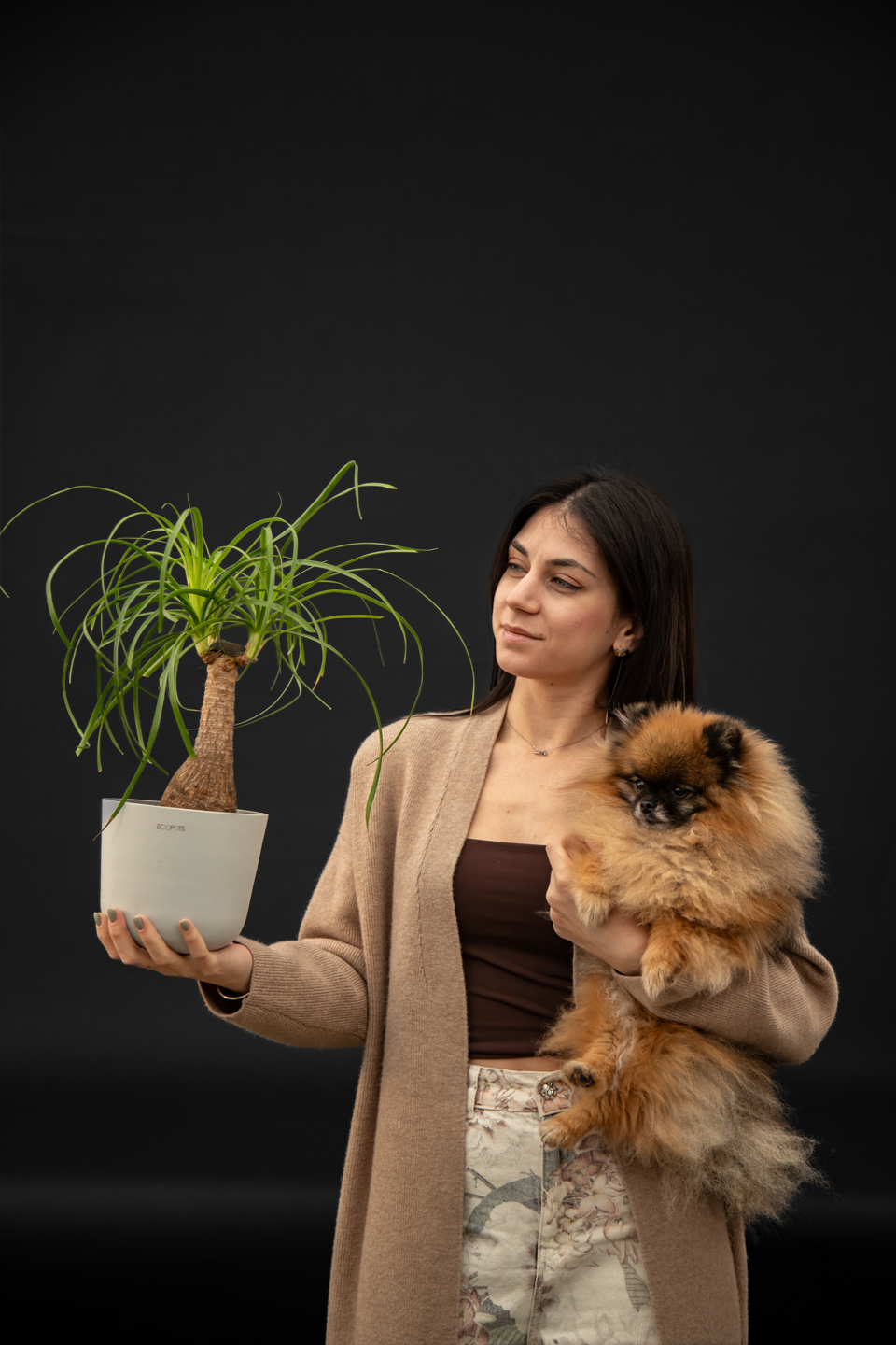 Нолина - Nolina Beaucarnea small