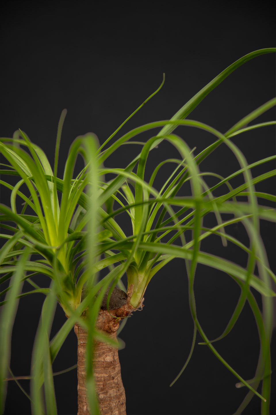 Нолина - Nolina Beaucarnea small