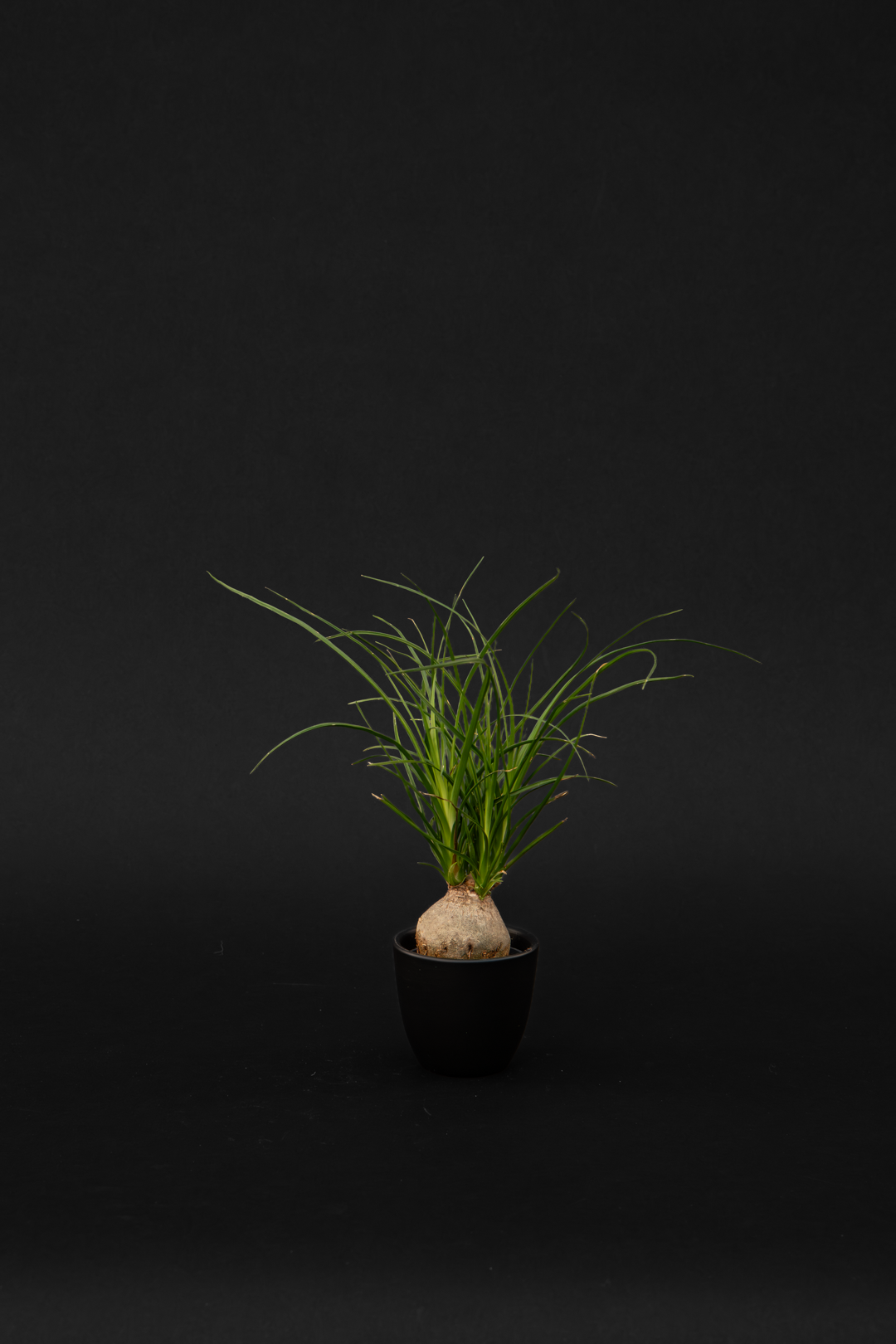Нолина - Beaucarnea Nolina Baby