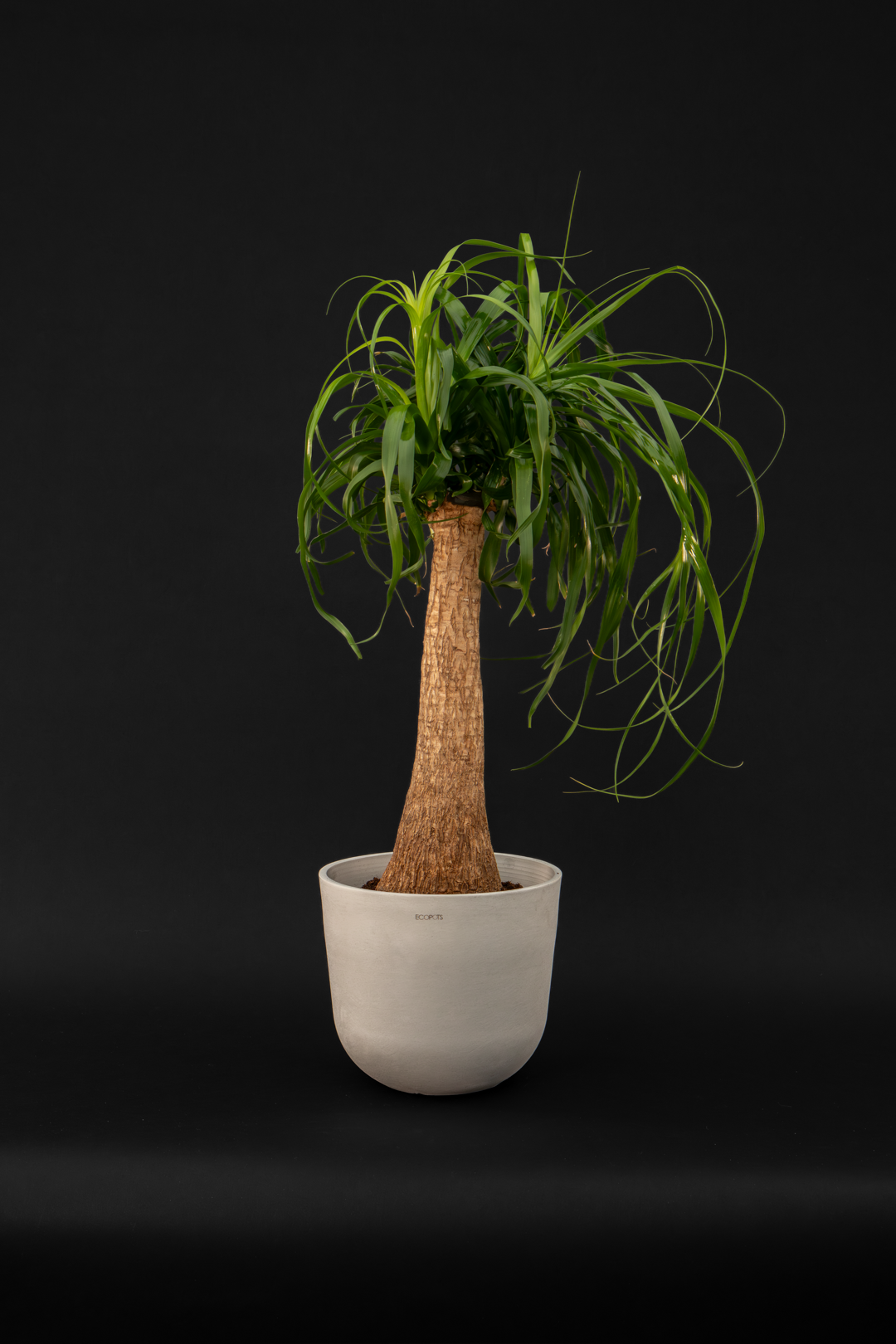 Нолина - Nolina Beaucarnea Big