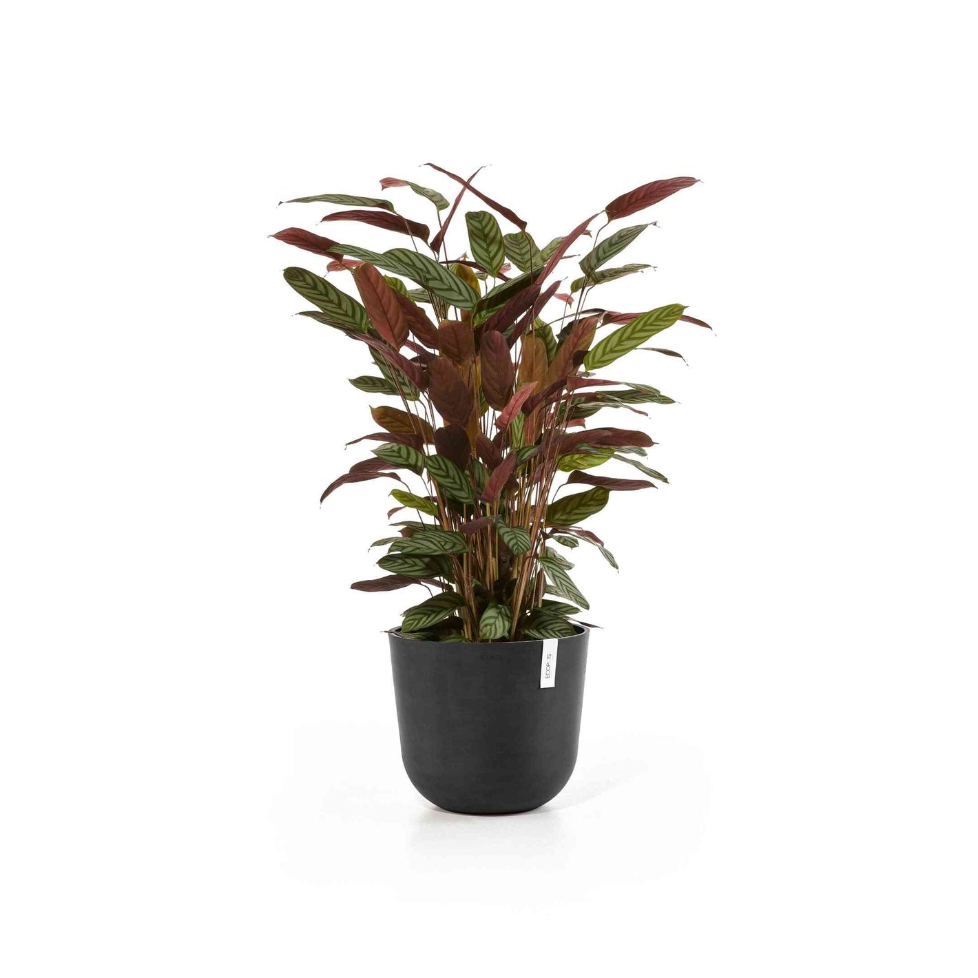 Ecopots Oslo 35 Dark Grey + Water Reservoir