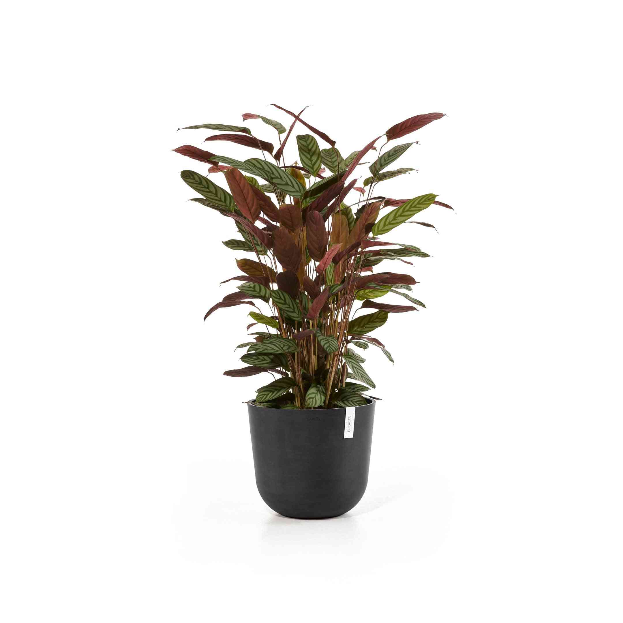 Ecopots Oslo 35 Dark Grey + Water Reservoir