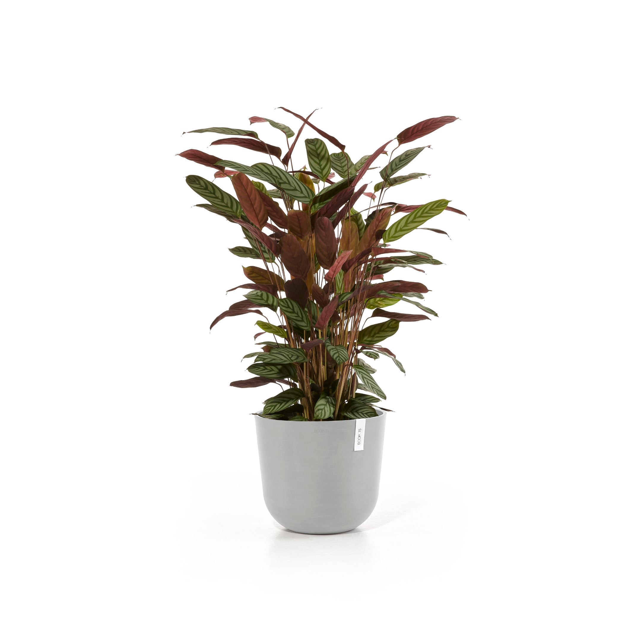 Ecopots Oslo 35 White Grey + Water Reservoir