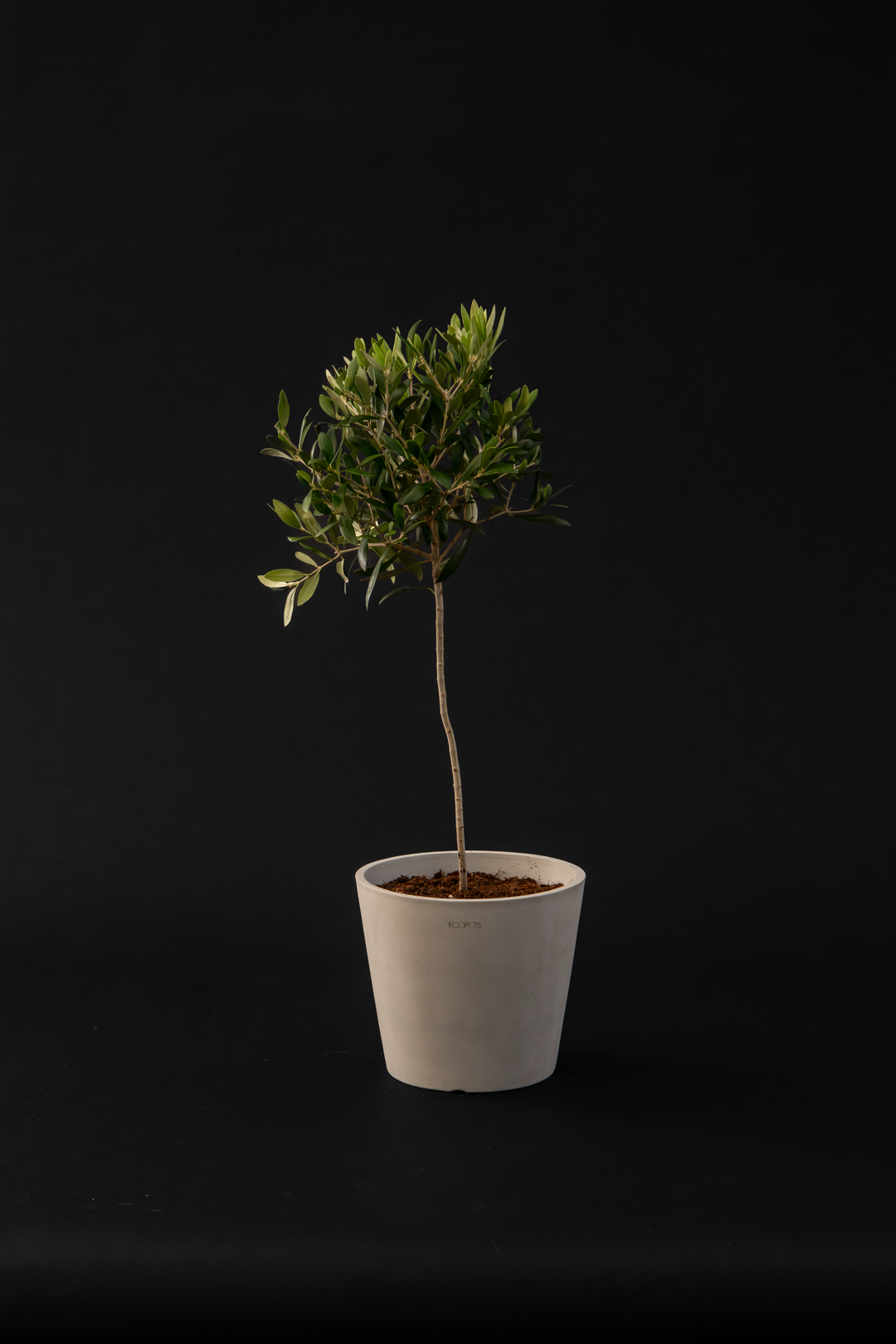 Маслина - Olive Tree