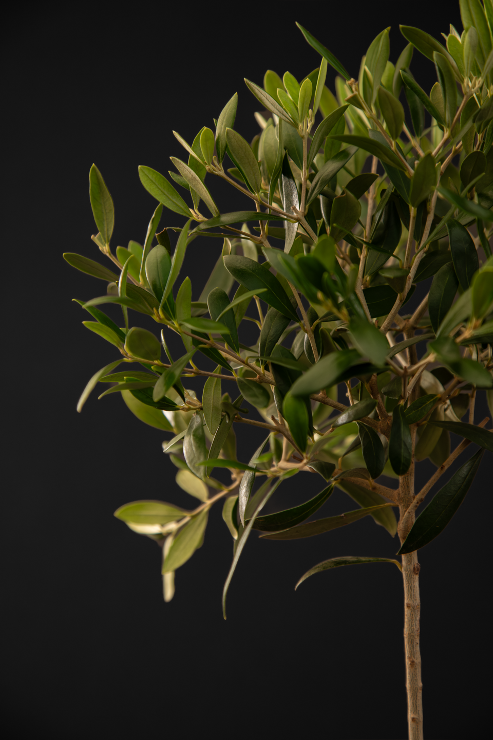 Маслина - Olive Tree