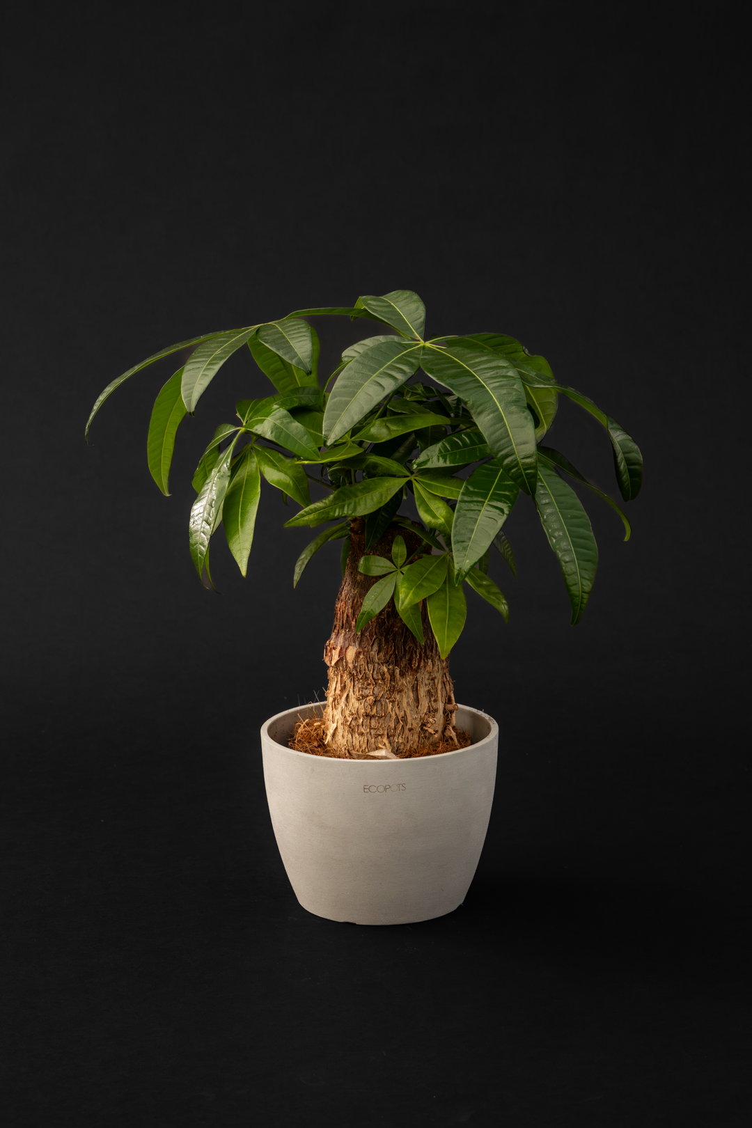 Пахира - Pachira Trunk /Money Tree/