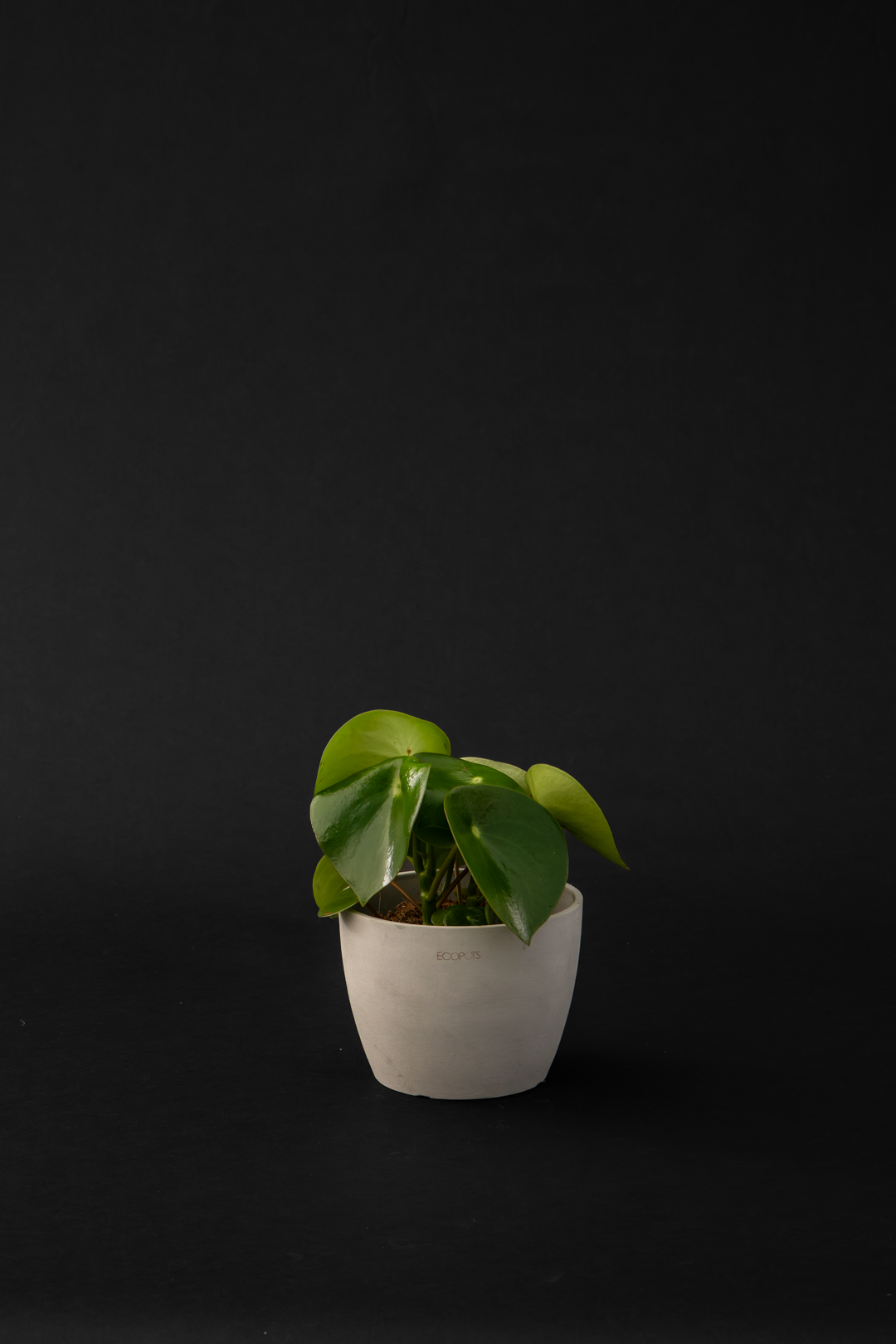 Пеперомиа - Peperomia Raindrop