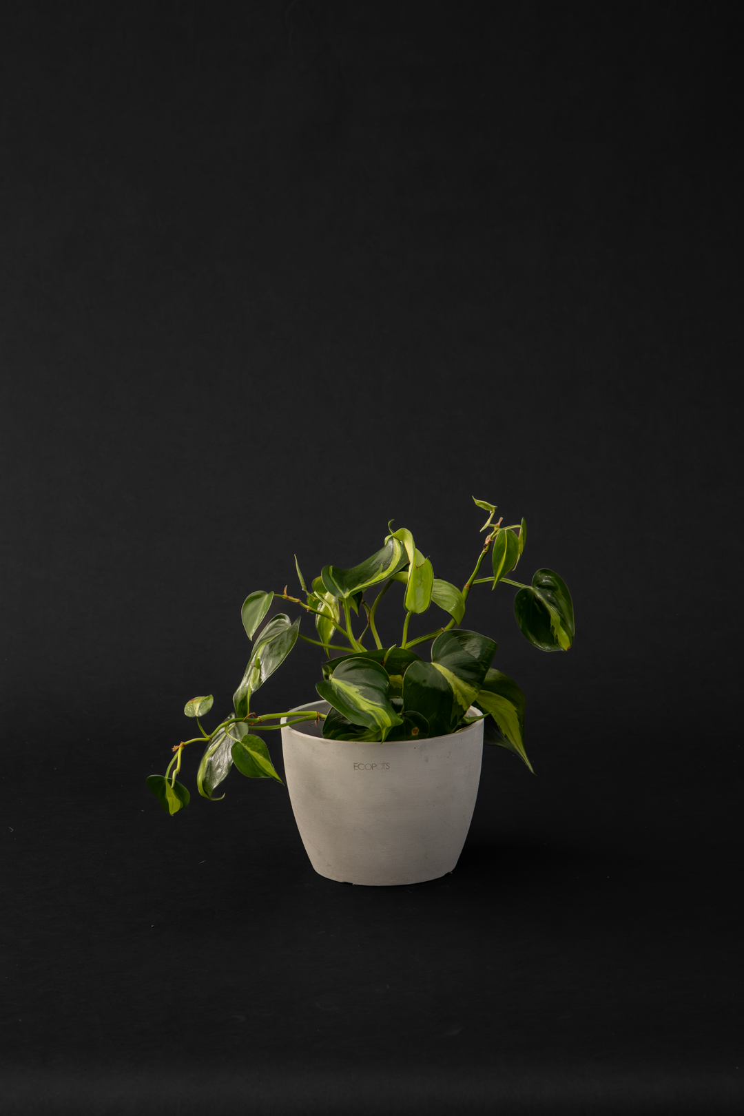 Филодендрон - Philodendron Scandens Brazil