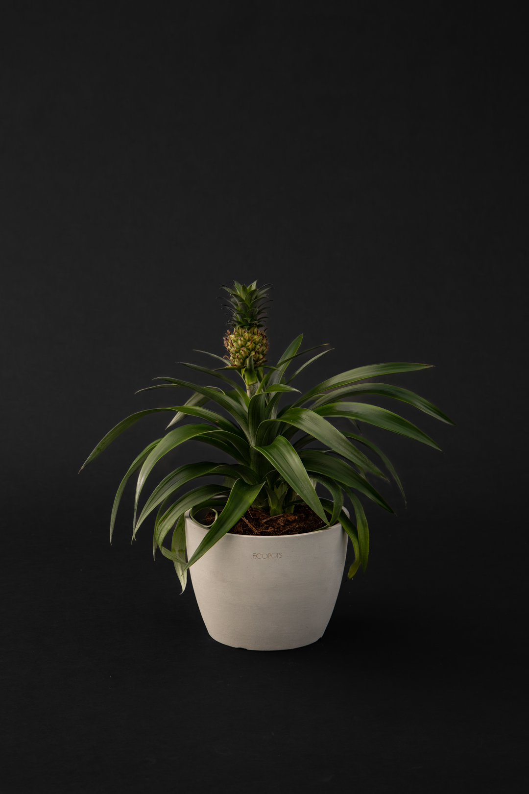 Ананас - Pineapple