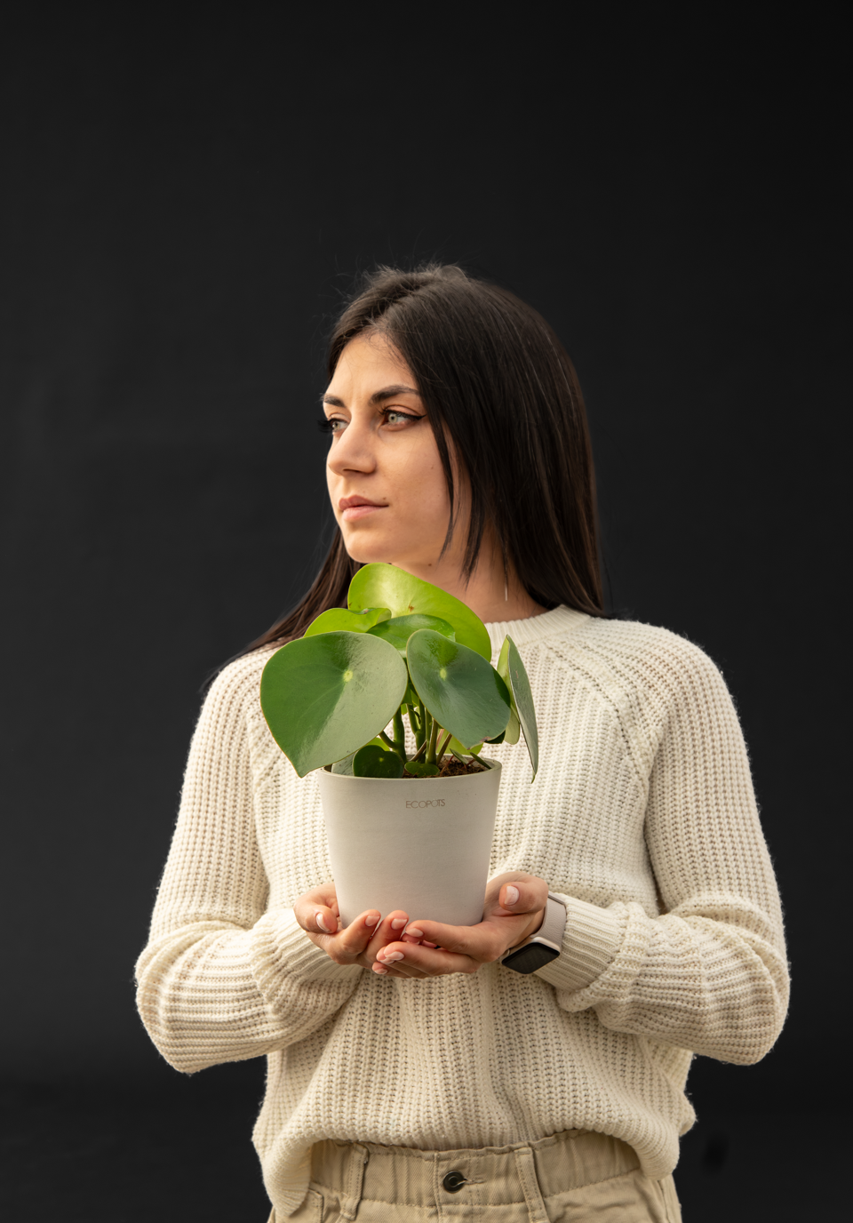Пеперомиа - Peperomia Raindrop