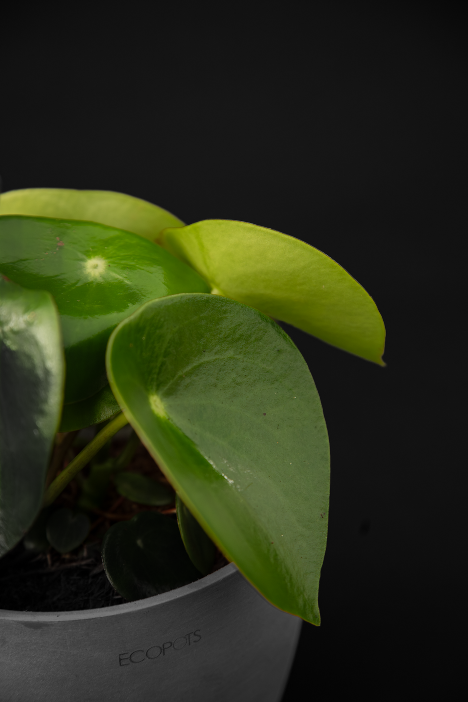 Пеперомиа - Peperomia Raindrop