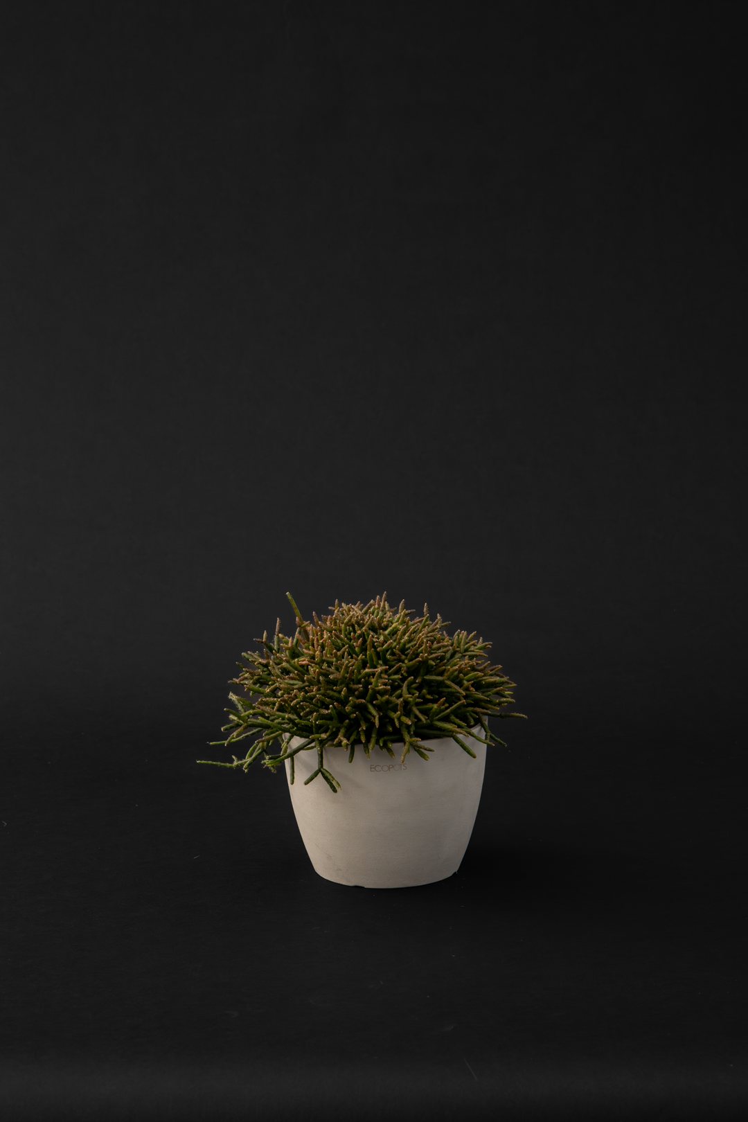 Рипсалис - Rhipsalis