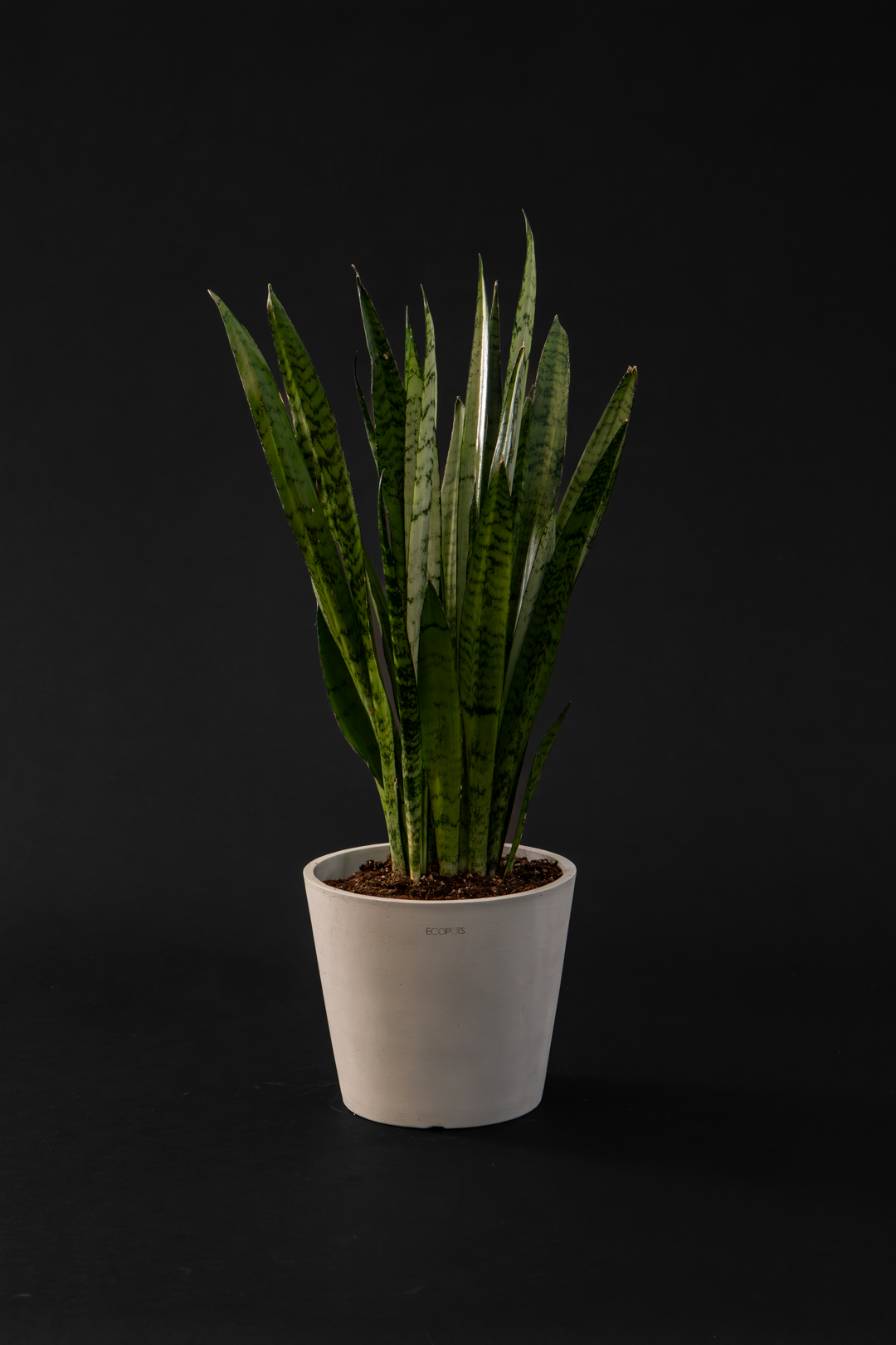 Сансевиера - Sansevieria Black Coral