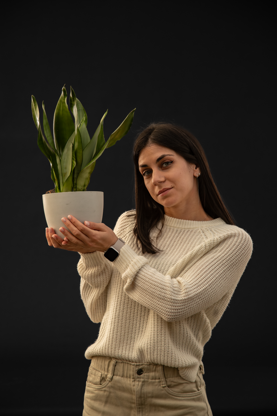 Сансевиера - Sansevieria Moonshine