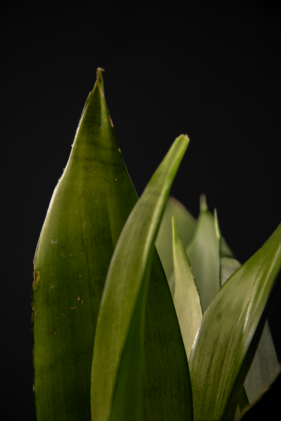 Сансевиера - Sansevieria Moonshine