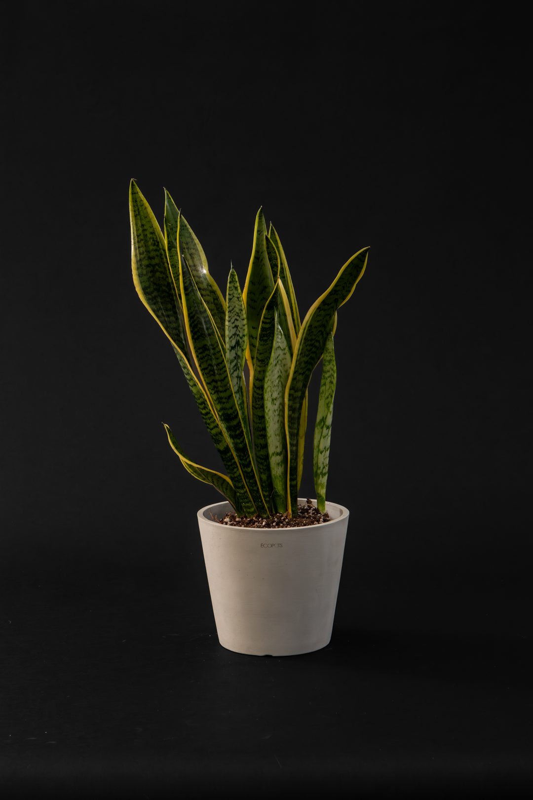 Сансевиера - Sansevieria Trifasciata