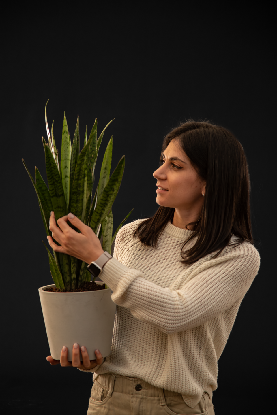 Сансевиера - Sansevieria Black Coral