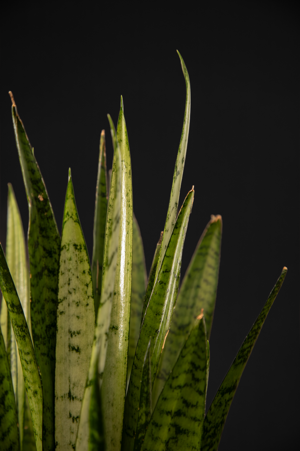 Сансевиера - Sansevieria Black Coral