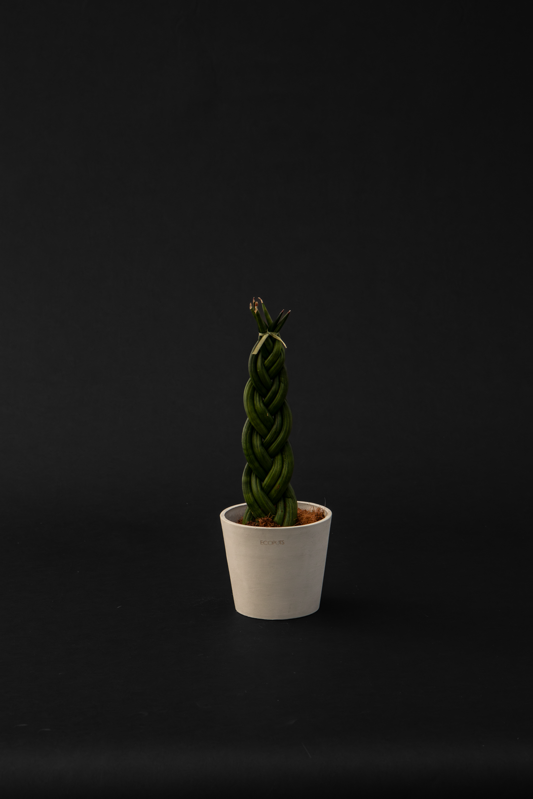 Сансевиера - Sansevieria Braided Big