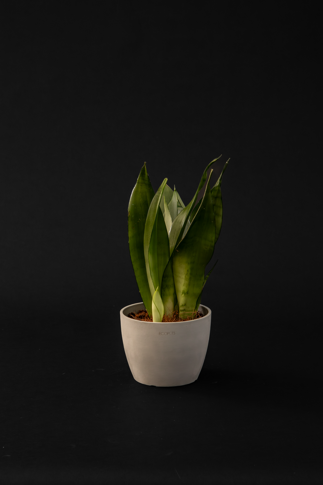 Сансевиера - Sansevieria Moonshine