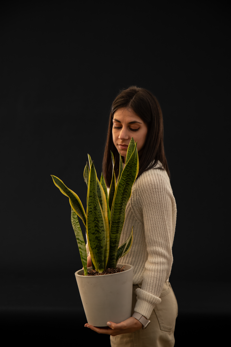 Сет Sansevieria Bedroom
