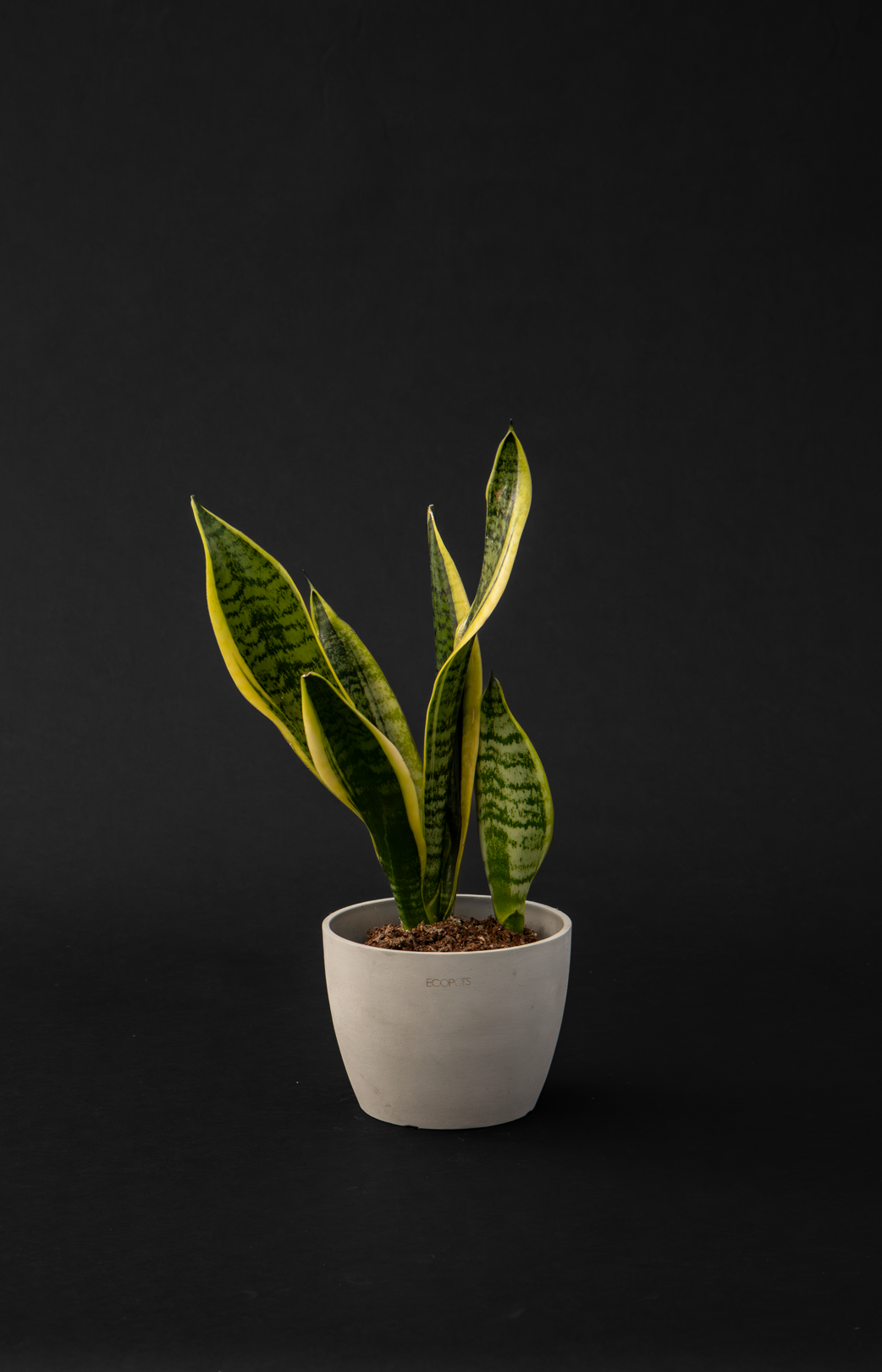 Сансевиера - Sansevieria Trifasciata small