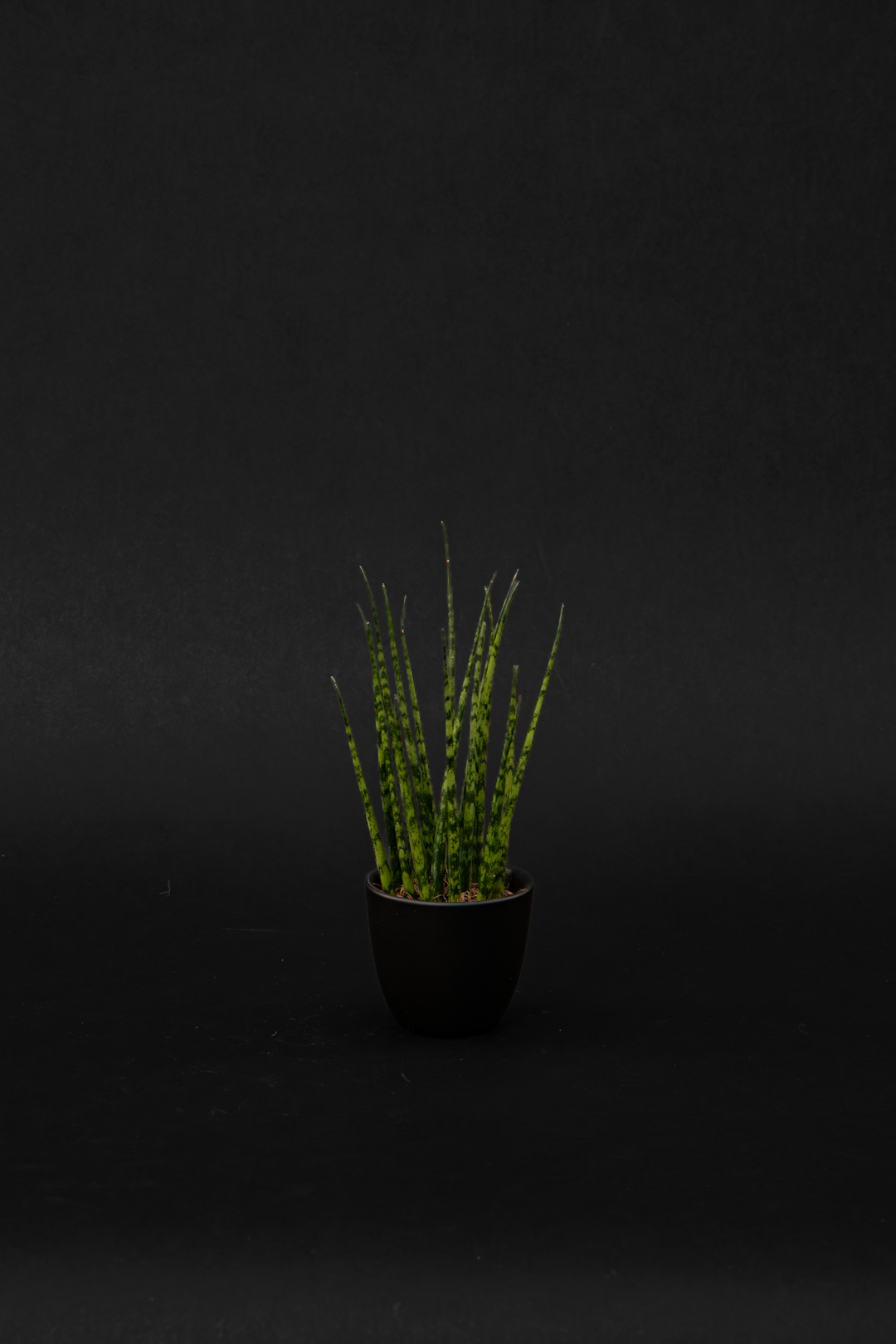 Сансевиера - Sansevieria Micado baby