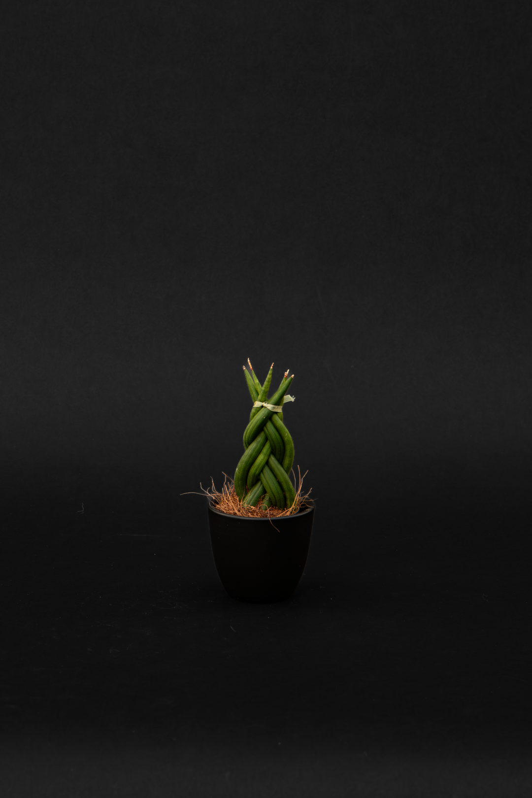 Сансевиера - Sansevieria Braided baby