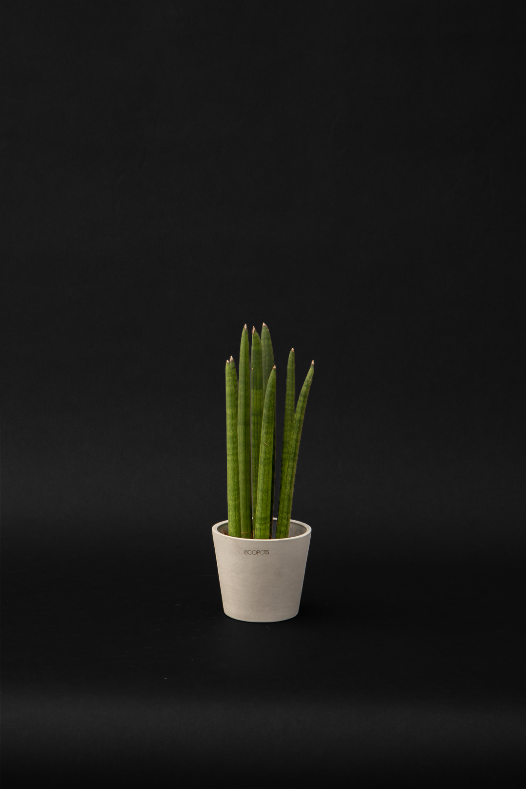 Сансевиера - Sansevieria Cylindrical