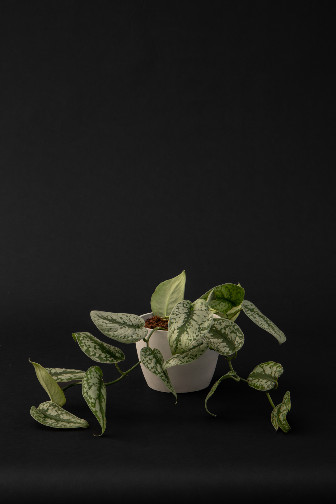 Скиндапсус - Scindapsus Pictus Argyraeus