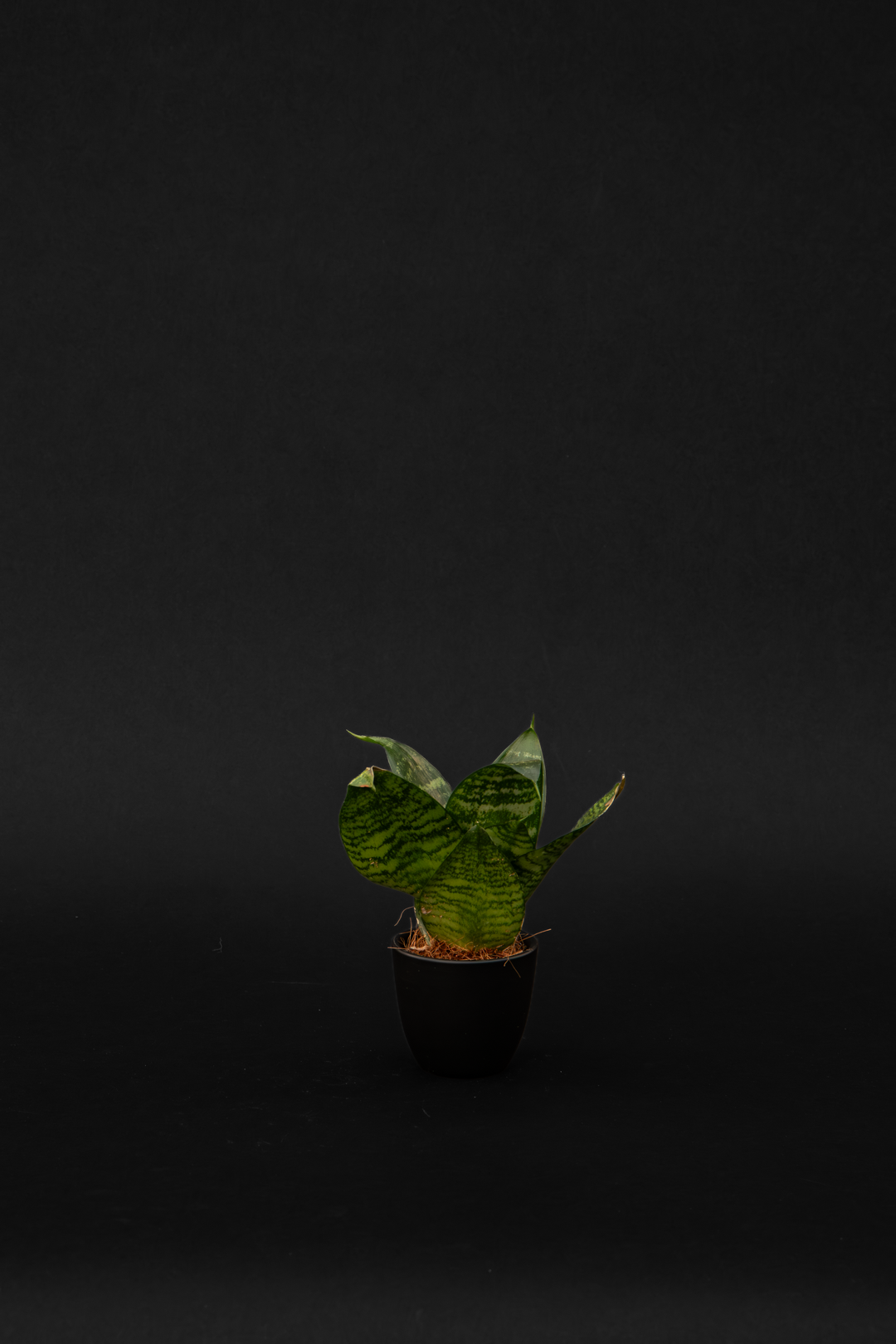 Сансевиера - Sansevieria Black Coral baby