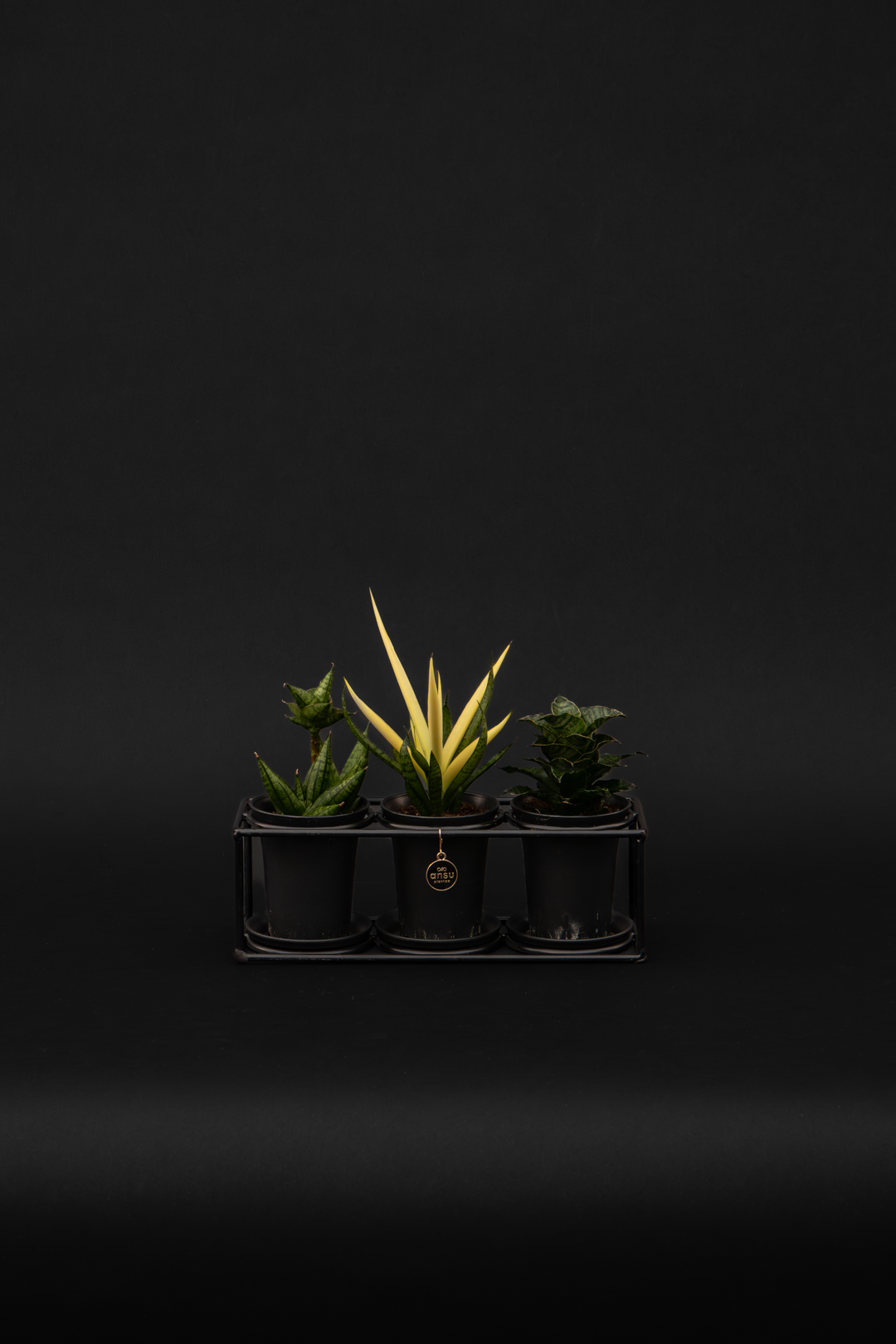 Сансевиера - Sansevieria Trio
