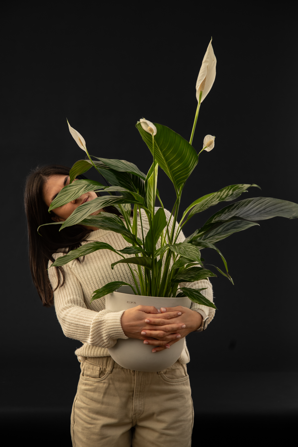 Спатифилум - Spathiphyllum Mid