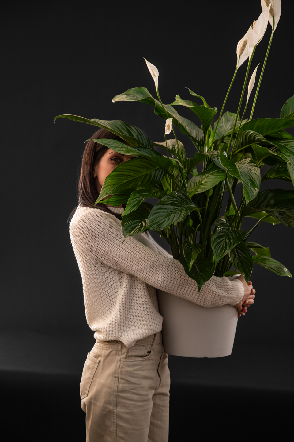 Спатифилум - Spathiphyllum Big