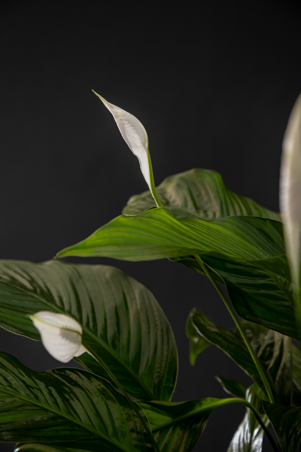 Спатифилум - Spathiphyllum Mid