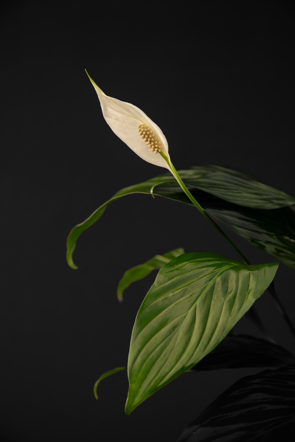 Спатифилум - Spathiphyllum