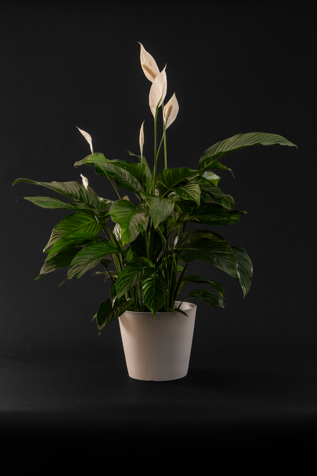 Спатифилум - Spathiphyllum Big