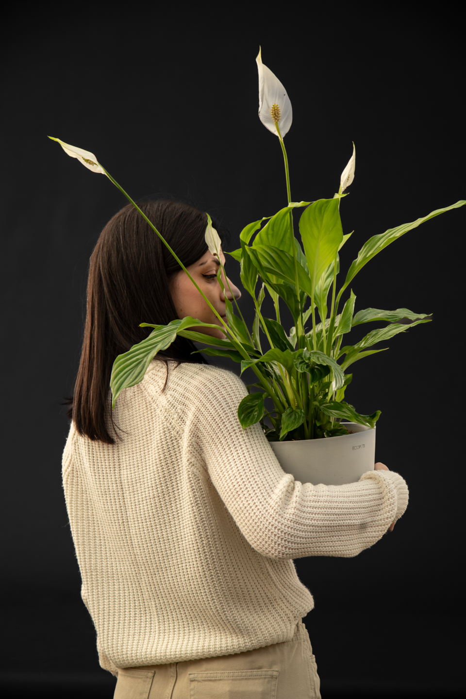 Спатифилум - Spathiphyllum