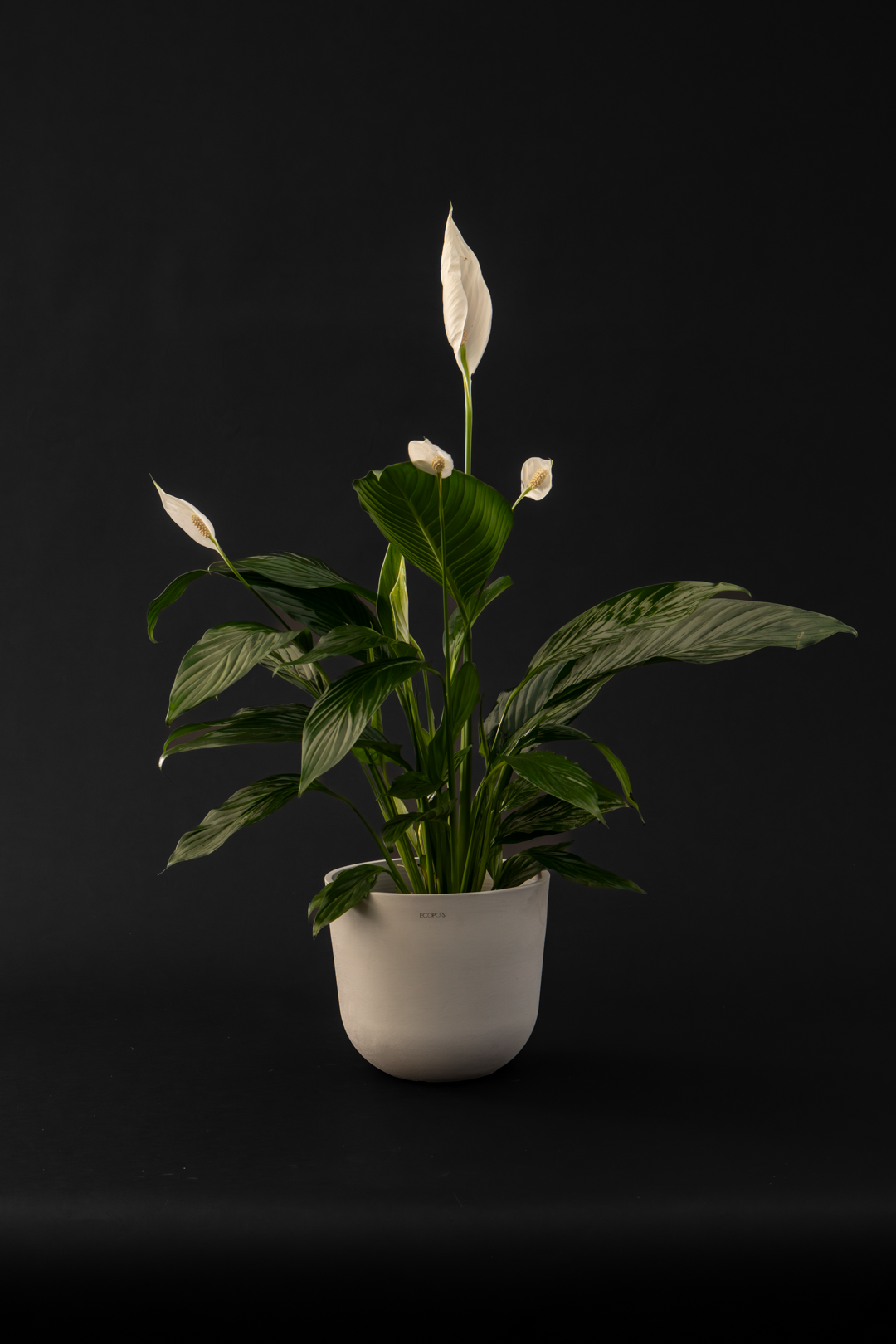 Спатифилум - Spathiphyllum Mid