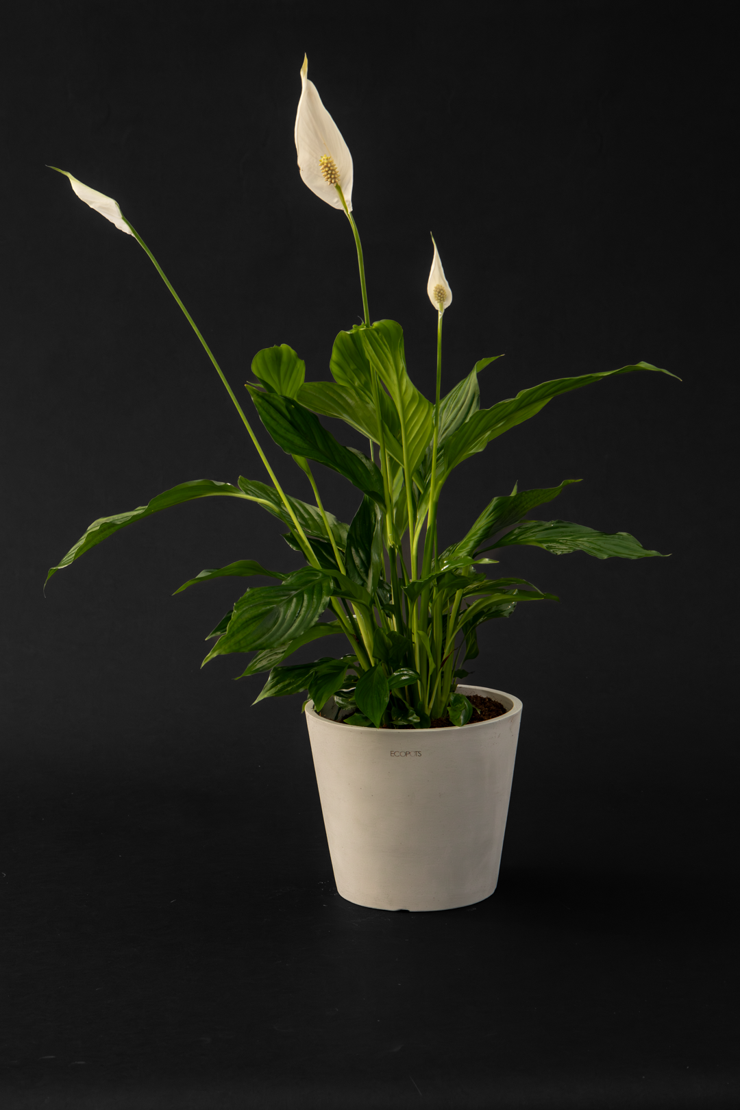 Спатифилум - Spathiphyllum