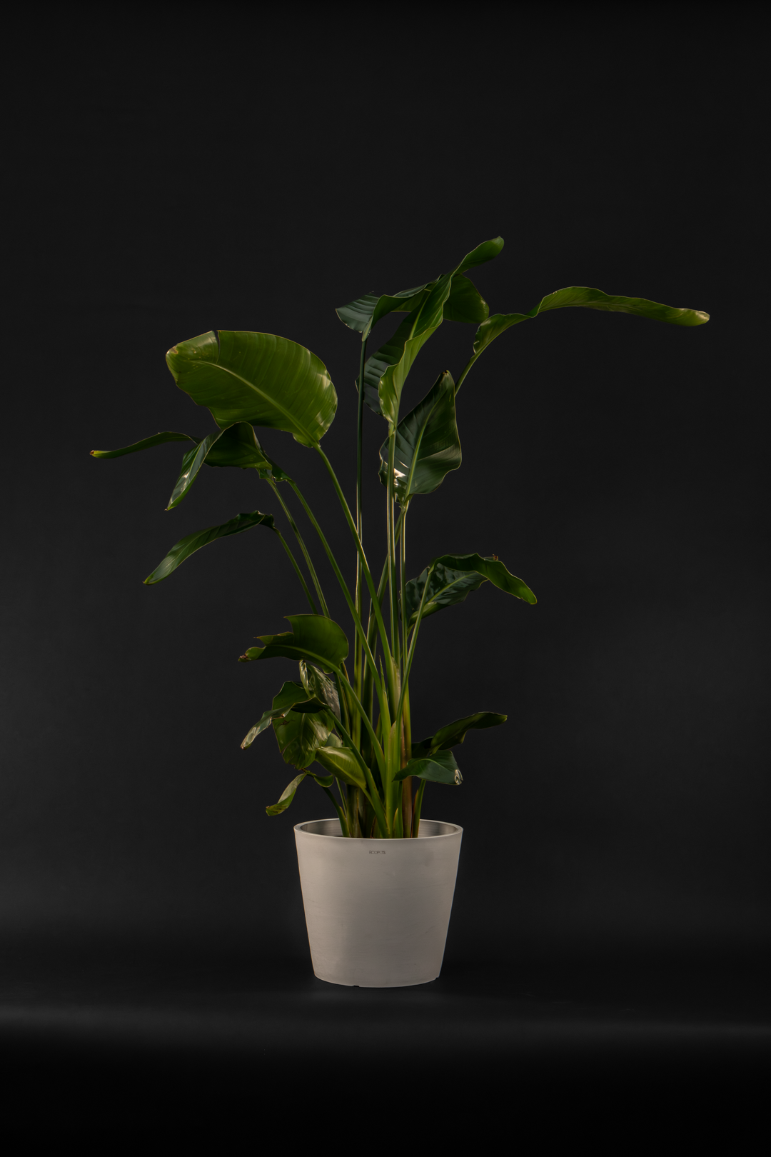 Стрелиция - Strelitzia Nikolai Grand