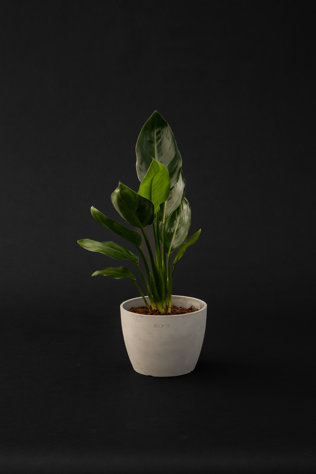 Стрелиция - Strelitzia Reginae mini