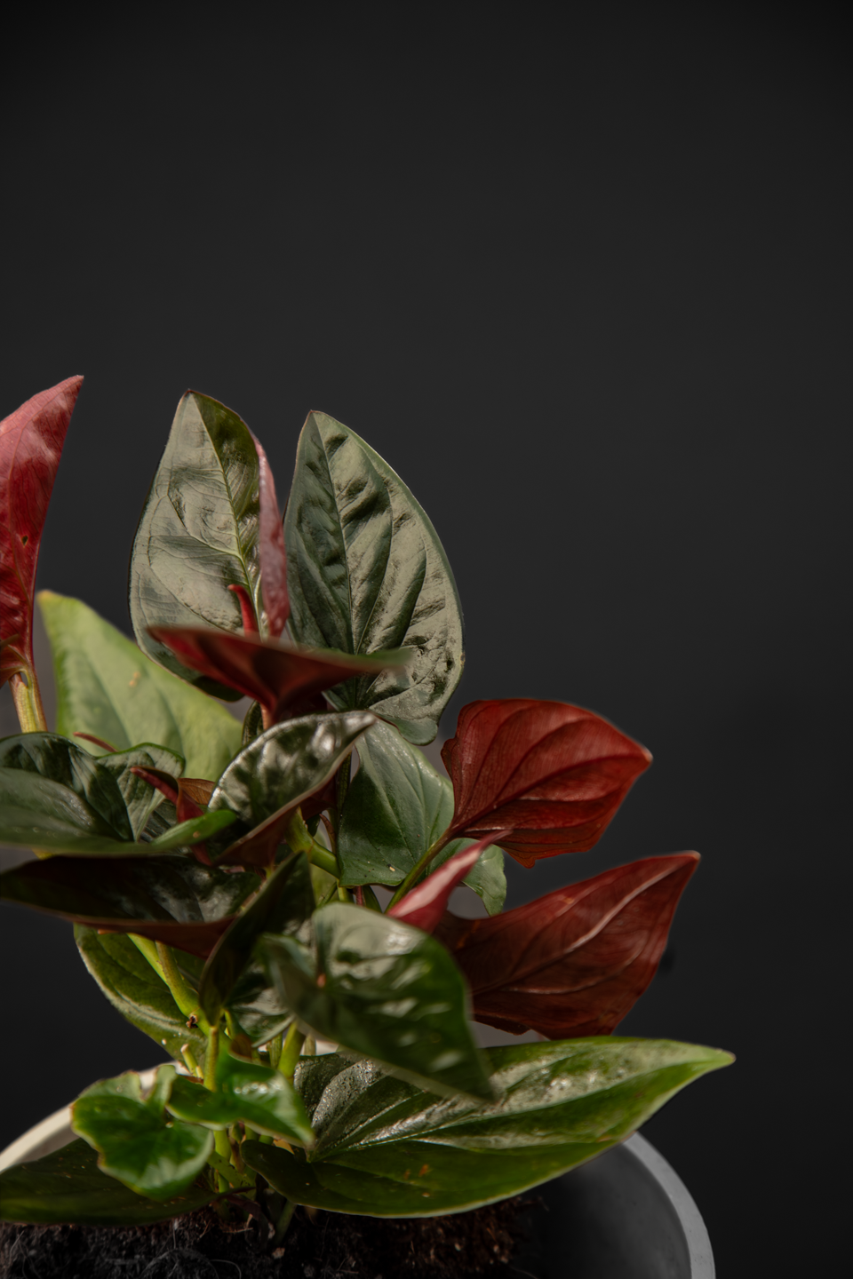 Сингониум - Syngonium Red arrow