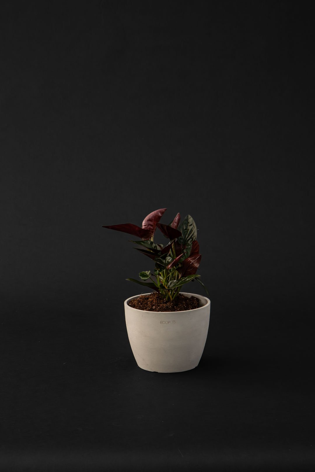 Сингониум - Syngonium Red arrow