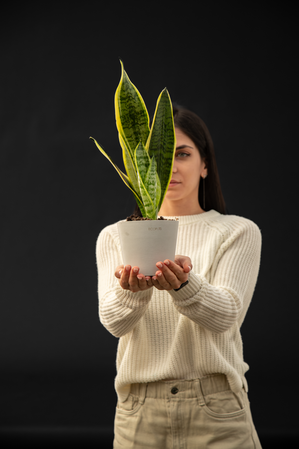 Сансевиера - Sansevieria Trifasciata small