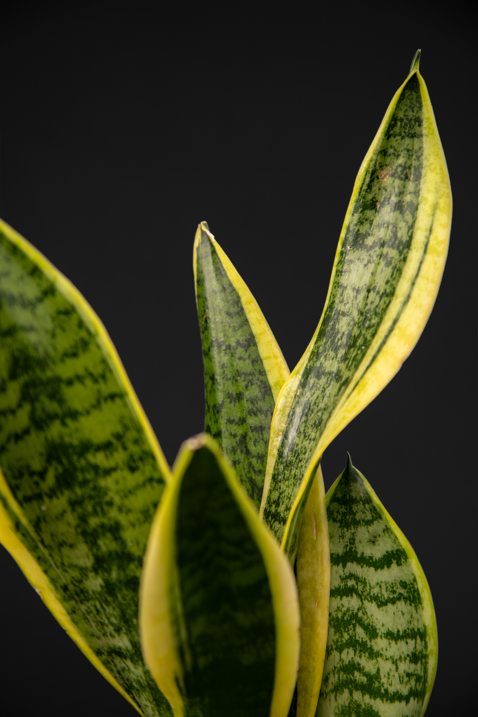 Сансевиера - Sansevieria Trifasciata small