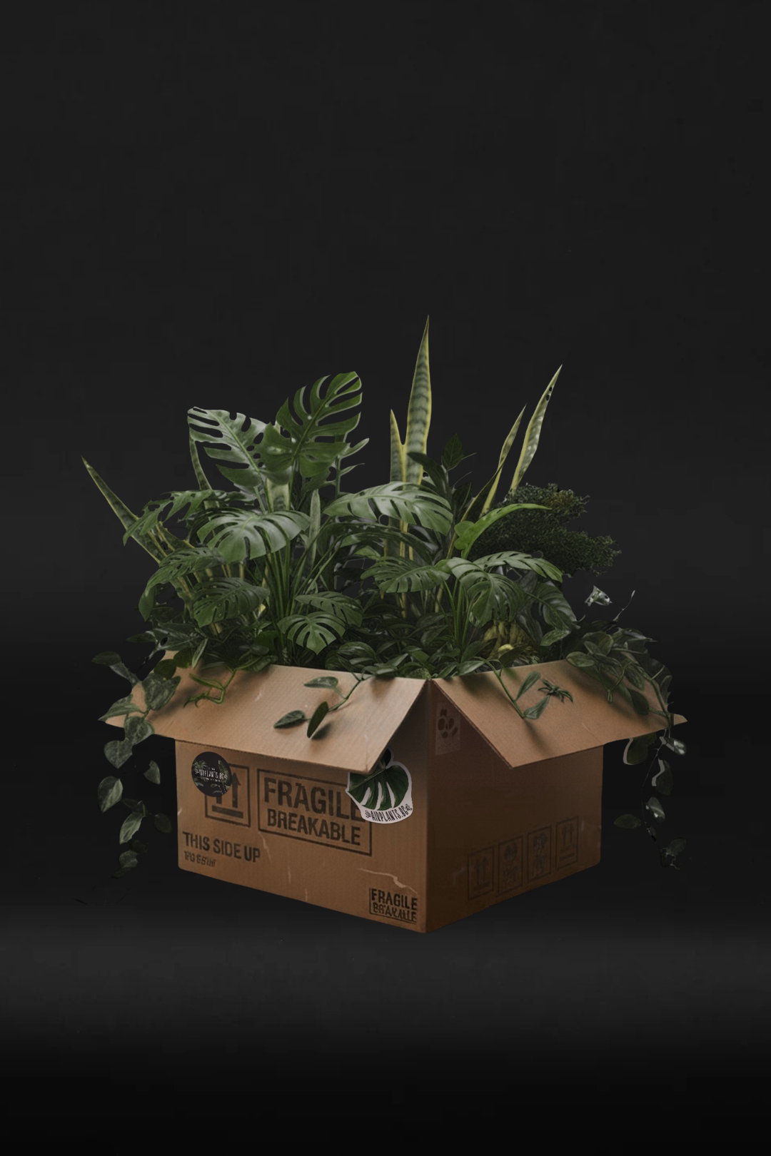 MYSTERY BOX