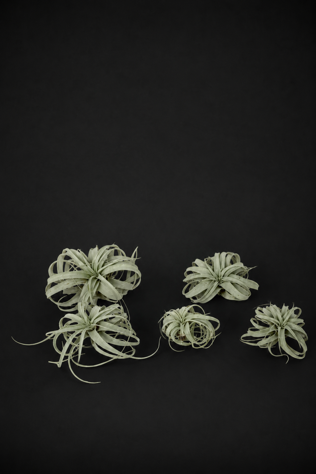Въздушно растение - Tillandsia Xerographica