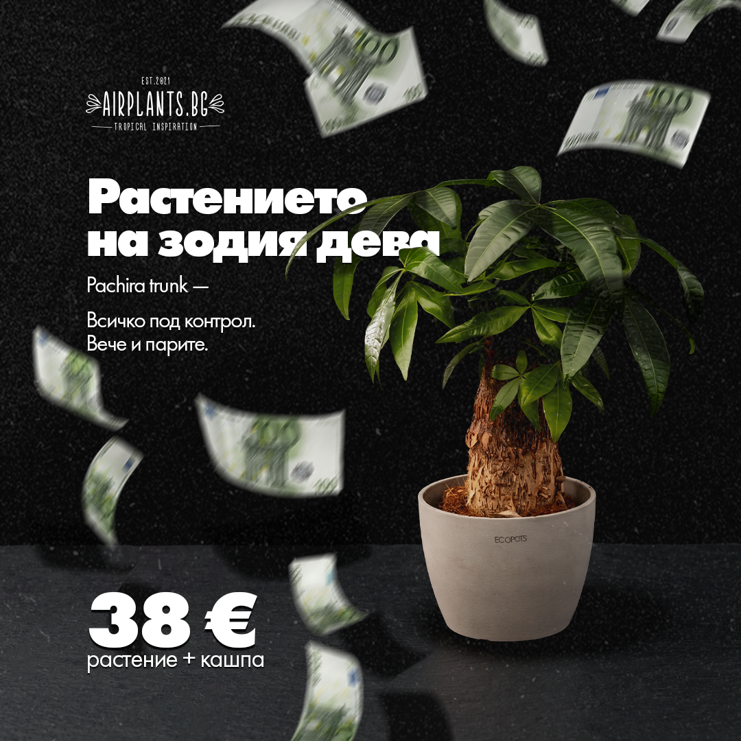 Пахира + кашпа - Pachira Trunk